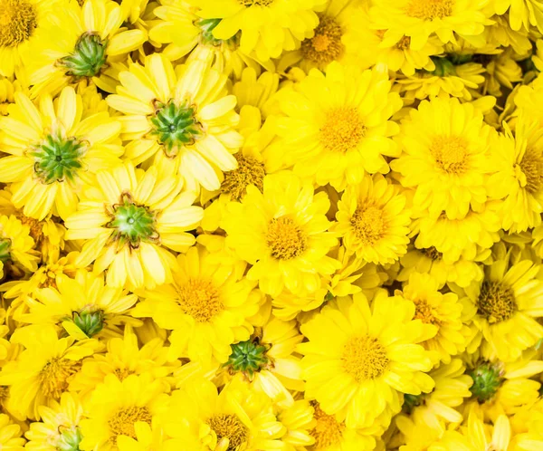 Chrysanthemum Flower Background Close — Stock Photo, Image