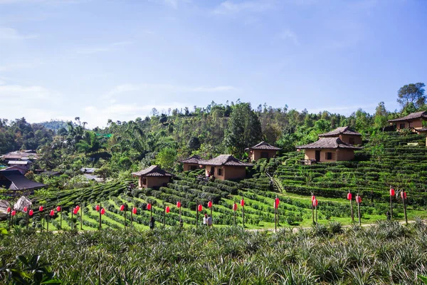 Çay Çiftlikleri Arasında Tatil Yeri Ban Rak Thai Güzel Mae — Stok fotoğraf