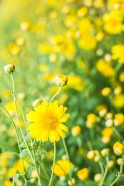 Bahçede kasımpatı çiçeği.