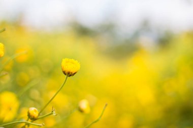 Bulanık Kasımpatı Bahçede Çiçek.