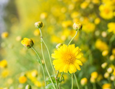 Bahçede kasımpatı çiçeği.