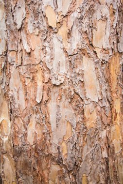 ağaç kabuğu dokusu arkaplanı