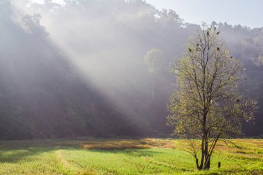 Morning light shines from natural background. 