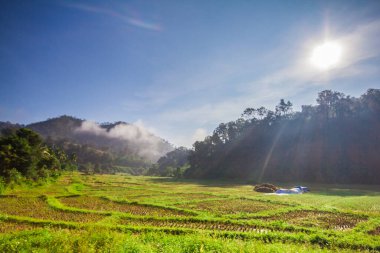 Ormandaki gündoğumu parıltısı yeşil tarlalardır..