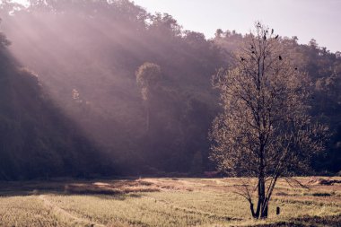 morning light shines a tree alone vintage tone natural background.