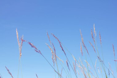 Çimen ve gökyüzü, tahıl tonu mahsulü..