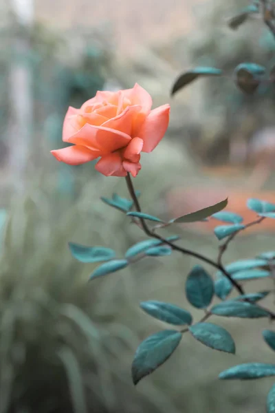 Soft focua blur Beautiful rose calming coral colorful vivid tropical nature background. vertical photo