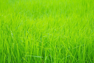 Yeşillik tarlasının genç pirinç dokusu açık hava doğası