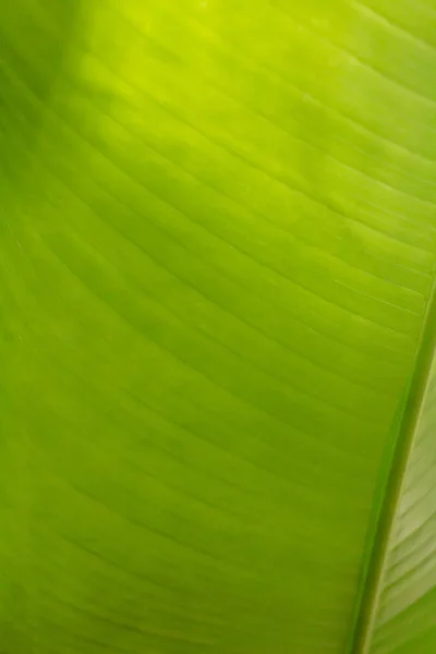 Tropické Zelené Listy Textury Pozadí Přírodní Tapety — Stock fotografie