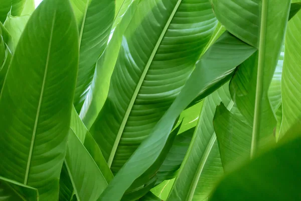 Tropical Verde Folha Textura Fundo Natural Papel Parede — Fotografia de Stock