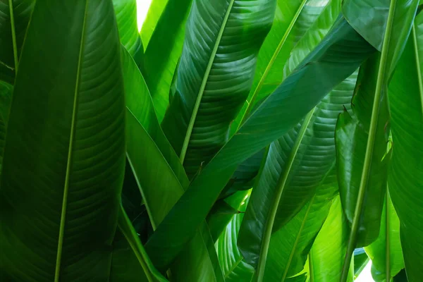 Měkké Zaostření Rozostření Zelený List Textura Pozadí Přírodní Tapety — Stock fotografie
