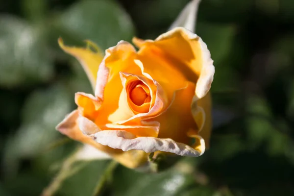 Yellow Rose Park — Stock Photo, Image