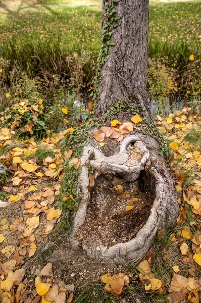 Autumn Landscape Living Nature — Stock Photo, Image