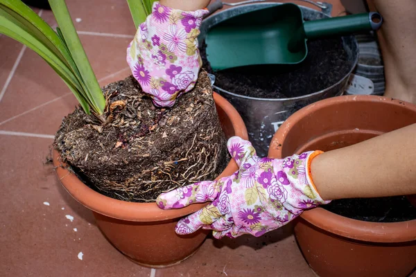 Home gardening. Young girl with gardening gloves extracting a plant from its pot.