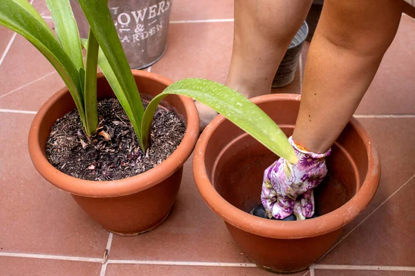 Home gardening. Gardening tools for transplanting plants. Nature concept.