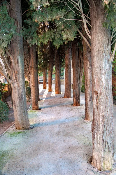 Baumspaziergang Innerhalb Der Alhambra Anlage Granada Spanien — Stockfoto