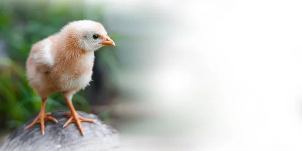 Cute Chick Light Nature Backdrop Chicken Coppy Space Text Art — Zdjęcie stockowe