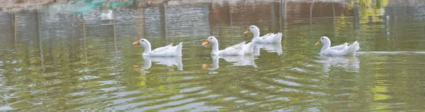 ducks swimming on water. White duck ( Pekin )