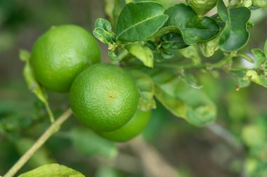 ağaç bahçe yeşil limon