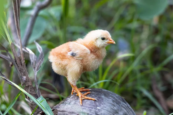 Cute Chick Wooden Light Nature Backdrop Chicken One Day Old — Zdjęcie stockowe