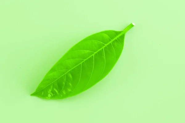 Green leaf isolate on green background