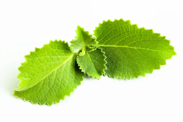 Plectranthus Amboinicus White Background Indian Borage Country Borage Oreille Oregano — Stock Photo, Image