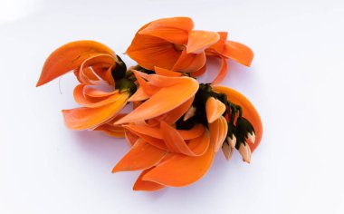 Beyaz arka planda Butea monosperma Ktze veya Güney Asya 'nın palaş çiçeği. Plaso monosperma, Butea frondosa, Erythrina monosperma. Papilionaceae.