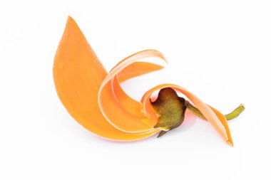 Beyaz arka planda Butea monosperma Ktze veya Güney Asya 'nın palaş çiçeği. Plaso monosperma, Butea frondosa, Erythrina monosperma. Papilionaceae.