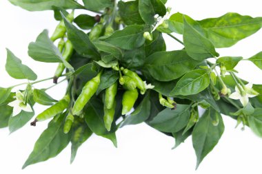 Beyaz arkaplanda taze yeşil fesleğen yaprakları