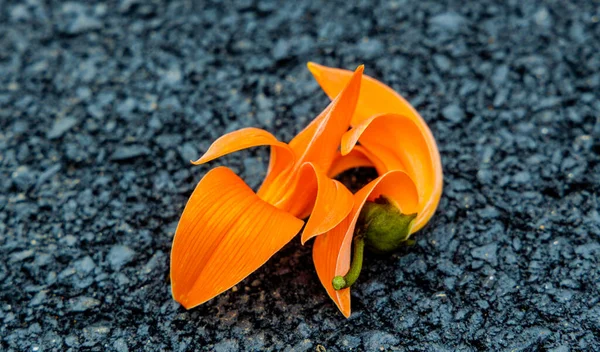 Butea Monosperma Palash Flower Southeast Asia Black Background Plaso Monosperma — 图库照片