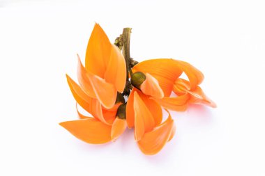 Beyaz arka planda Butea monosperma Ktze veya Güney Asya 'nın palaş çiçeği. Plaso monosperma, Butea frondosa, Erythrina monosperma. Papilionaceae.