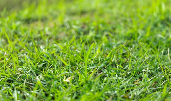 Zachte Focus Groene Gras Met Zonlicht Van Een Veld Natuur — Stockfoto