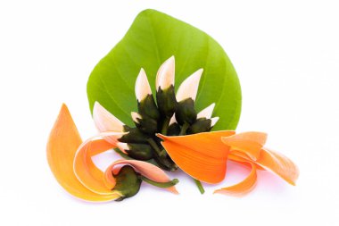 Beyaz arka planda Butea monosperma Ktze veya Güney Asya 'nın palaş çiçeği. Plaso monosperma, Butea frondosa, Erythrina monosperma. Papilionaceae.