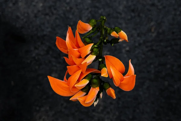 Butea Monosperma Palash Flower Southeast Asia Black Background Plaso Monosperma —  Fotos de Stock