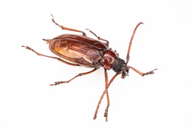 Beyaz arka planda kahverengi böcek.