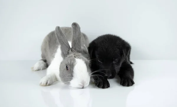 Rabbit Dog Sit White Table Background Easter Day — Stok fotoğraf