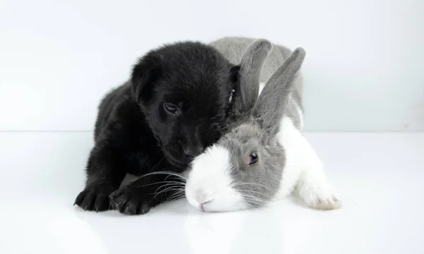 Rabbit Dog Sit White Table Background Easter Day —  Fotos de Stock