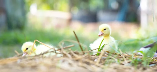 Yellow Duckling Nature Cute Duck One Week Old —  Fotos de Stock