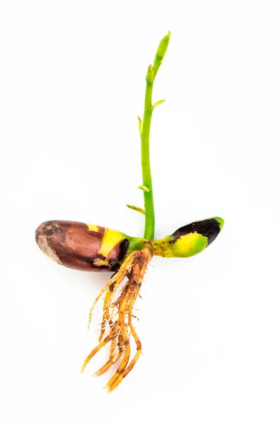 Beyaz Arka Planda Büyüyen Yeşil Genç Bitki — Stok fotoğraf