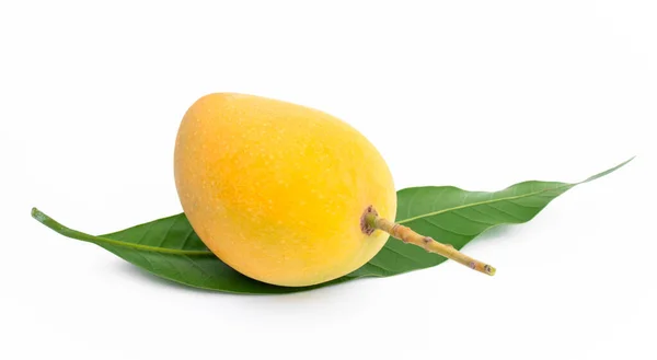 Yellow Mango White Background Ripe Mango Golden Yellow Colour Did — Fotografia de Stock