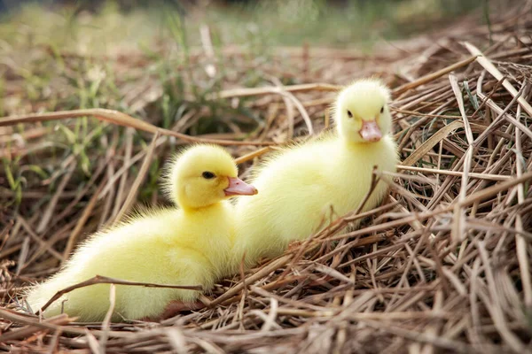 Yellow Duckling Nature Cute Duck One Week Old —  Fotos de Stock