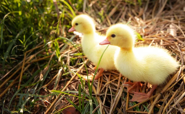 Yellow Duckling Nature Cute Duck One Week Old — Fotografia de Stock