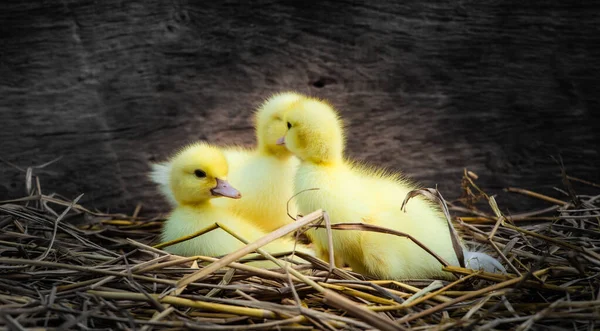 Yellow Duckling Nature Cute Duck One Week Old — Fotografia de Stock