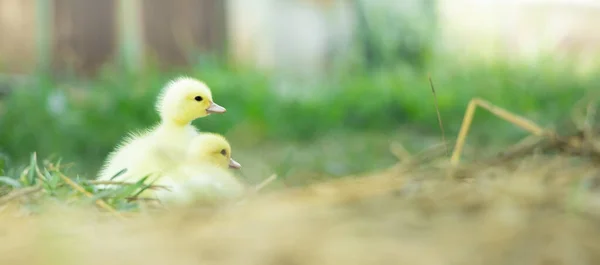 Yellow Duckling Nature Cute Duck One Week Old — Fotografia de Stock