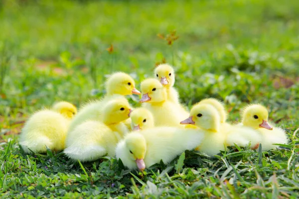 Yellow Duckling Nature Cute Duck One Week Old — Stockfoto