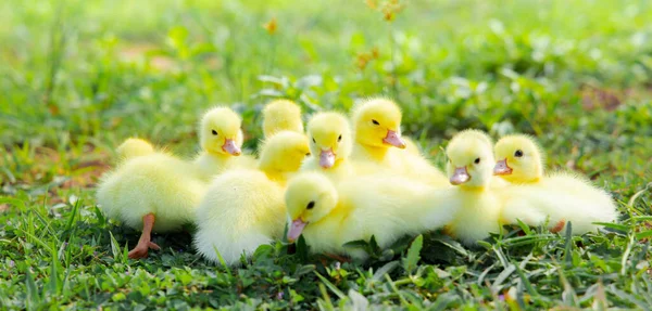 Yellow Duckling Nature Cute Duck One Week Old — Fotografia de Stock