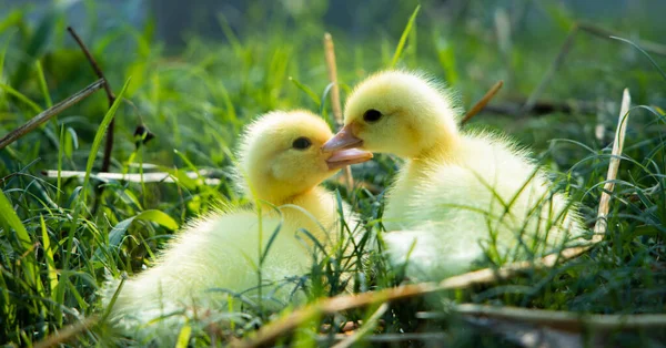Yellow Duckling Nature Cute Duck One Week Old — Stockfoto