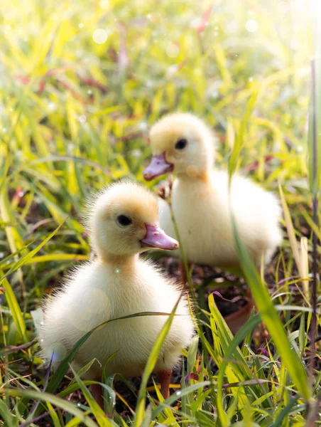 Yellow Duckling Nature Cute Duck One Week Old — Fotografia de Stock