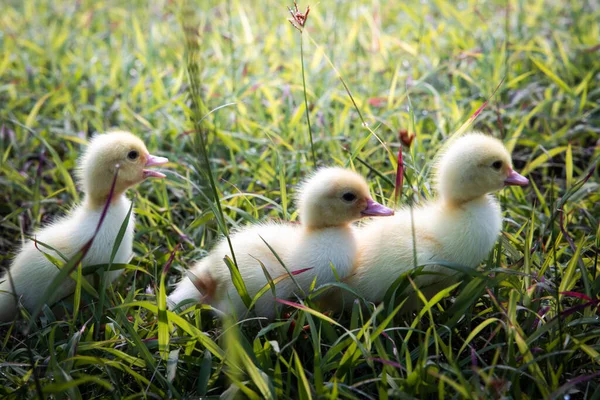 Yellow Duckling Nature Cute Duck One Week Old — Fotografia de Stock