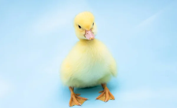 Cute duckling on blue background.